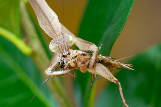 Dinner is served PC: Luc Viatour (CC BY SA 3.0)