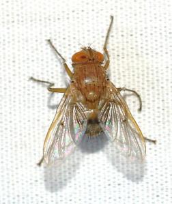 Unidentified Ormia sp. Picture generously donated by argarethe Brummermann, who writes here.