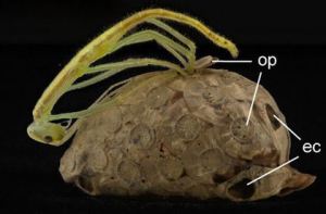 Ootheca of undescribed Korinnine phasmid from Goldberg et. al 2014.