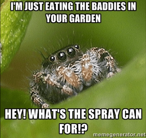 Misunderstood Spider 