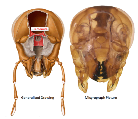 The Cephalic Tentorium in cockroaches.  PC: The Virutal Roach by Joe McHugh and Gene N. Wright