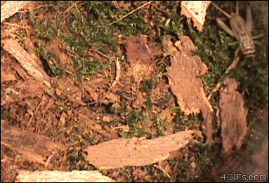 Trap door spiders are also a favorite =D PC: SpyderMacFly