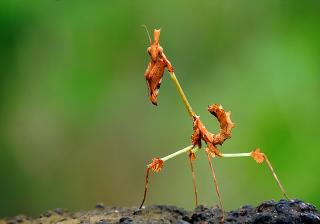 Violin Mantis PC: Shantanu Kuveskar (CC by SA 3.0)
