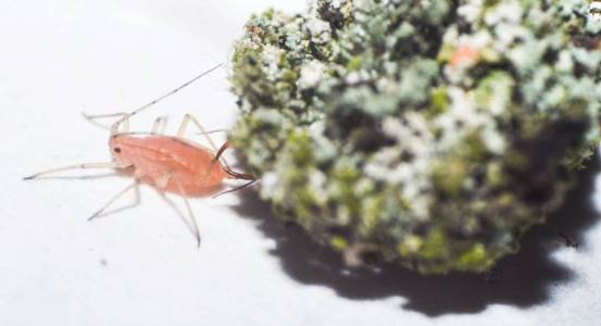 The piece of "lichen" is a lacewing larva sinking its fangs into the aphid. Aphids are its favorite snack. PC: Nancy Miorelli