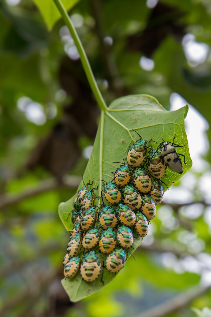 What Do Bugs Do When It Rains? | Ask an Entomologist