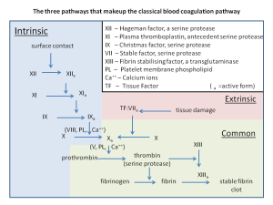 Blood clotting pathway