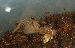 This is what a spider having a bad day looks like. Then again, it has a cricket...so things might be looking up. Pictures courtesy of the Bob the Tarantula Facebook page, used with permission.