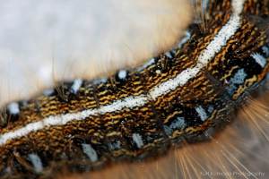 Closeup of an Eastern Tent Caterpillar, Malacosoma americanum showing bristles on the skin. The uriticating hairs are too small to be visible in this picture. Image credit: Kurt Komoda, via Fliker. License info: CC-BY-NC-ND-2.0