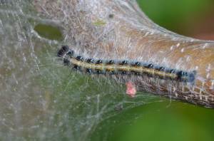 The Eastern Tent Caterpillar will be the subject of this post. It's a very pretty caterpillar, but it has a bit of a dark side. Picture credit: Andy Reago & Chrissy McClarren, via Flikr. License info: CC-BY-2.0