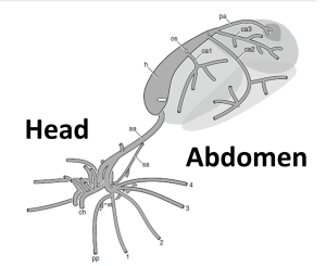A schematic of the spider circulatory system, showing the important veins and arteries. The picture is situated with the head to the left. The important bits are as follows: Ch: Mouthparts (Chelicerae) PP: PediPalps 1,2,3,4: Legs h: Heart