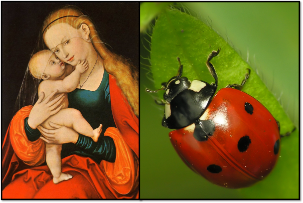Left: Mary and Jesus (Passauer Gnadenbild 1517-1525). Public Domain. Right: Seven Spot Ladybird by Reytan (CC by SA 3.0)