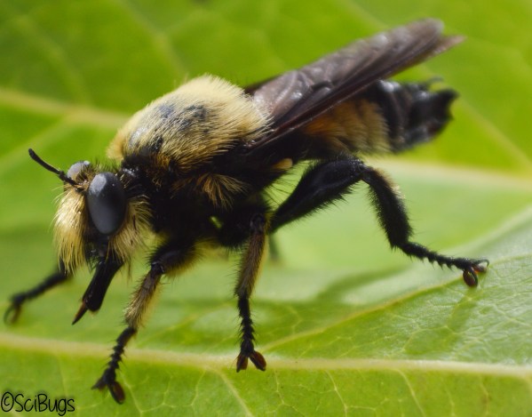 This is a harmless robber fly that makes a pretty convincing bee, 