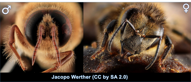 The better to see you with my dear! Male (left) and female (right) Honey Bees (Apis mellifera)