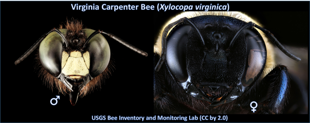 Showing the male and female faces of the Virginia Carpenter Bee. 