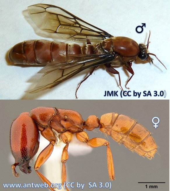Male (top) and female worker (bottom) Driver Ant (Dorylus helvolus).