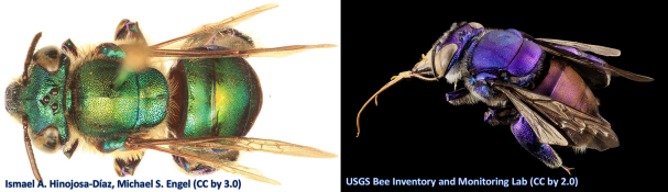 These are two orchid bees representing different species.  Left: Euglossa obtusa Right: Euglossa sp.