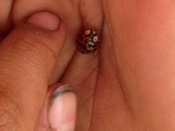 Mendel's class keeps in touch by tweeting updates, pictures, and questions at us. Some of these pictures, like this one, will be the topic of this month's articles.