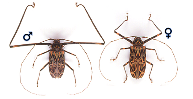 Male (left) and female (right) of the Harlequin Beetle (Acrocinus longimanus).