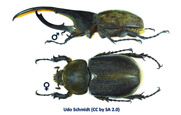 Male (top) and female (bottom) of the Hercules Beetle (Dynastes hercules lichyi)
