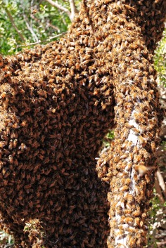 Swarming honey bees! Up to 30,000 can leave a hive to go start a new one. PC: Fir0002 (CC by NC)