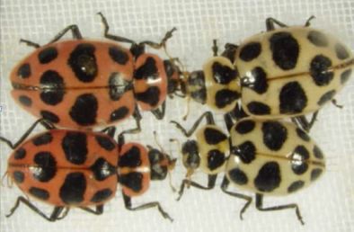Mutant ladybirds, Coleomegilla maculata, from a laboratory population maintained at the USDA. The insects on the left are normal, while the insects on the right have defective pigmentation.
