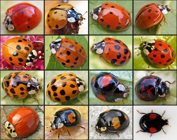 Good luck. We're all the Mulicolored Asian Lady Beetle.  Just like how dogs that are the same breed can look different, these ladybugs do too.  PC: entomart