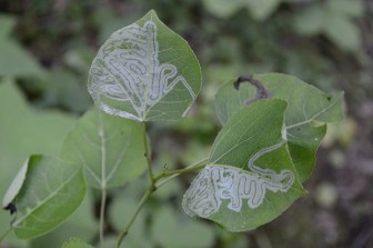 This is damage caused by an insect which lives inside of leaves, usually a moth or a fly. Wasps can find bugs using signs like this, and many leaf miners can be identified by the patterns they carve inside the leaves. Photo credit: Greg Bllck License info: CC BY ND-NC-2.0