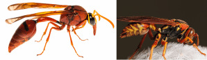 The wasp on the left, a potter wasp, has a long waist. The wasp on the right, a paper wasp, has a short waist. Potter wasp image: Stephane De Greef, used with permission. Paper wasp image credit: Mike Keeling License info: CC BY-ND 2.0