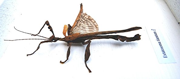 Male Australian Spiny Stick Insect (Extatosoma tiaratum) displayed so you can see his wings. PC: Python (Peter Rühr) (CC by 3.0)