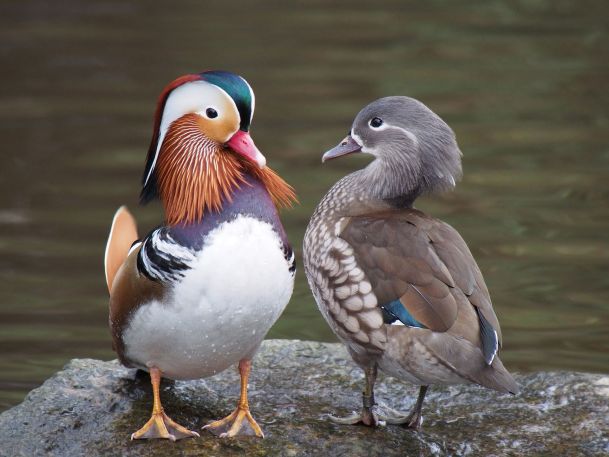 Here are a couple of ducks showing this. It's really common in birds.  The left one is male. PC: Francis C. Franklin  (CC by SA 3.0)
