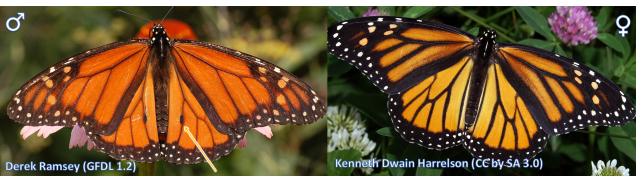 Male (left) and female (right) monarch butterflies (Danaus plexippus).