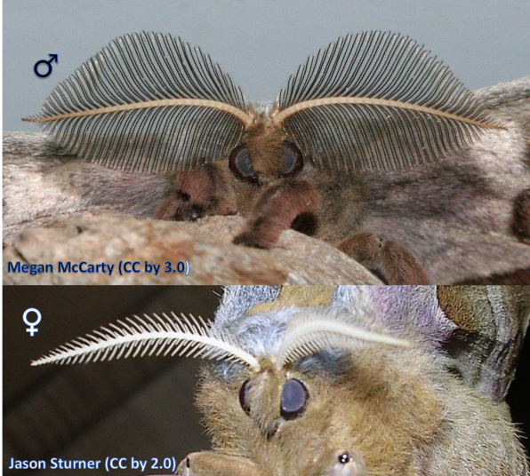 Polyphemus moth (Antheraea polyphemus) antennae showing the male (top) and the female (bottom).