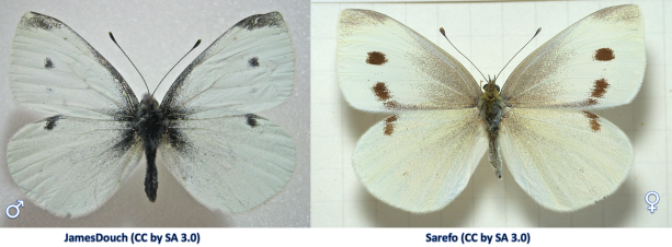 Male (left) and female (right) Cabbage White Butterflies  (Pieris rapae).