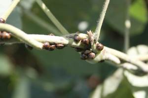 Soybean plataspids feeding on Kudzu. Image Credit: University of Georgia. License info: CC-BY-NC-2.0