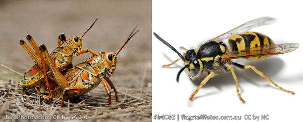 Left: A lubber. It produces a frothy foam from it's thorax when it's disturbed. It smells bad and tastes bad, Right: A yellow jacket that packs a powerful sting.