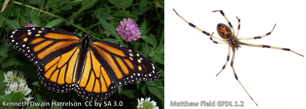 Left: The Monarch butterfly has toxins from the milkweed plant that its caterpillar eats.  Right: Black widow spiders are most easily recognized by their red hourglass markings. They're one of the most dangerous spiders in the US, 