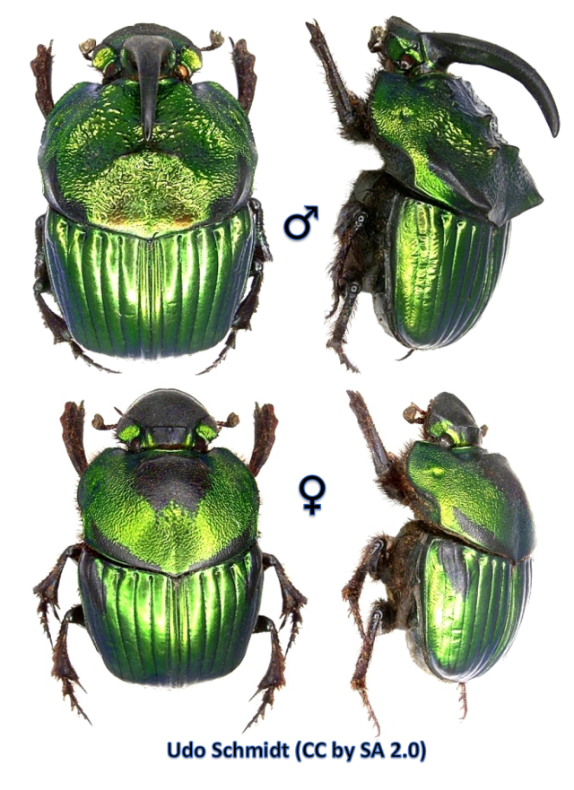 Male (top) and female (bottom)  Scarab Beetles (Phanaeus mexicanus)