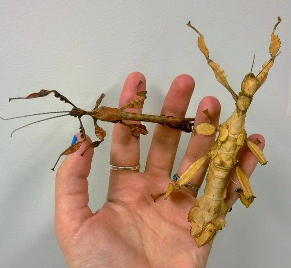 The Australian Spiny Stick Insect male (left) and female (right).  PC: Nancy Miorelli