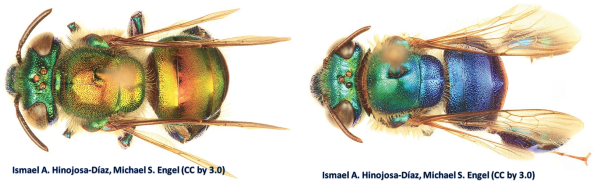 So here's a couple other Orchid Bees.  Left: Euglossa dodsoni Right:  Euglossa cyanura