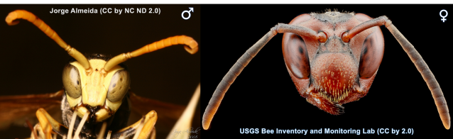 These are two different species of Paper Wasp (Polistes) but curly antennae trick still works in this group. 