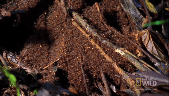 An army ant bivouac as seen in the video above. It's just a tent of bodies. 