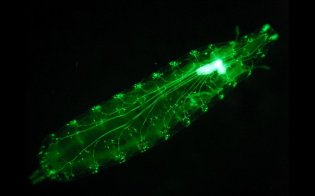 Fruit fly larva expressing a glowing jellyfish protein in its nervous system. Transgenesis is a really important tool in research, but not all bugs can be transformed as easily as fruit flies. Picture credit: Balapagos, via Flikr License info: CC-CY-SA 2.0