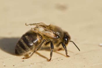 Honeybee showing deformed wings characteristic of DWV. Not shown are limb deformities which commonly show up in DWV infected bees. Image credit: Klaas De Gelder License info: CC-BY-NC-2.0