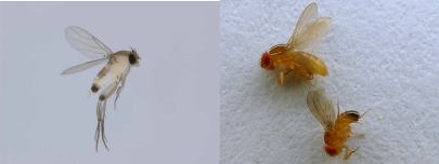 Two very common flies which infest houses: coffin flies (left), and vinegar flies (right). If you look closely at the wings, you can see the differences in wing veination. Their behavior is also very different, with coffin flies preferring to scuttle about on the ground, and vinegar flies preferring to fly around the kitchen. Photo Credit: John Tann via Flikr, slightly modified License info: CC BY 2.0