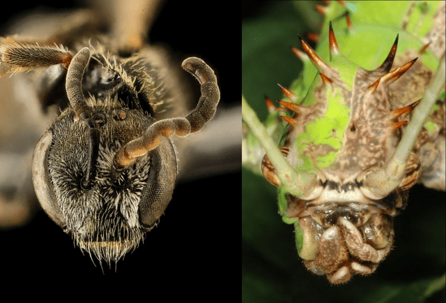Both of these bugs are half boy and half girl, split down the middle. The bee on the left has a slightly different way of making different sexes than the phasmid on the left. Picture credit/License info: Bee: Sam Droege/Public Domain Phasmid: Acrocynus/CC-BY-SA 1.0