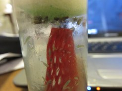 Fruit fly culture. All you need is fruit, yeast, and something for them to pupate on. This one was commercially prepared, and has a diet which is a trade secret. Diets for fruit flies are commonly available online, however. Picture credit: Joe Ballenger