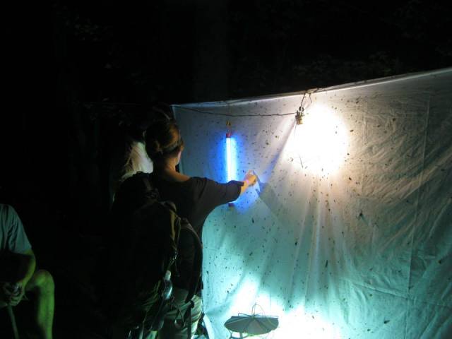 Entomologists checking out the black light at the Jean Lafitte Bioblitz in March 2013. Picture credit: Joe Ballenger