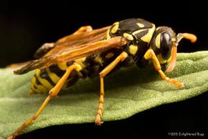 European Paper Wasp, Polistes dominula, with deformed wings. Picture credit: Enlightened Bugs, via Twitter. Image used with permission from author.