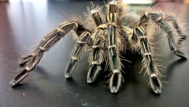 I love this tarantula. I'd take Ziggy home in a heartbeat if she didn't belong to UGA.