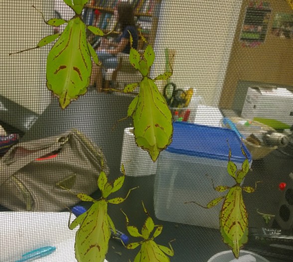 I mean, who wouldn't want a room full of these adorable creatures? PC: Nancy Miorelli 